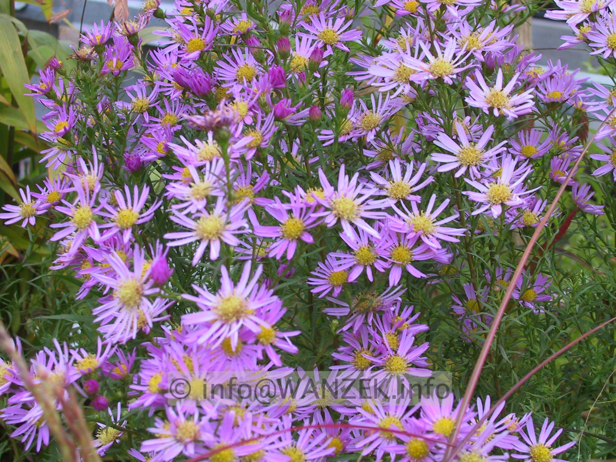 Aster pringlei Pink Star 03.JPG